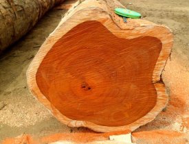 8 Ưu điểm của gỗ Teak